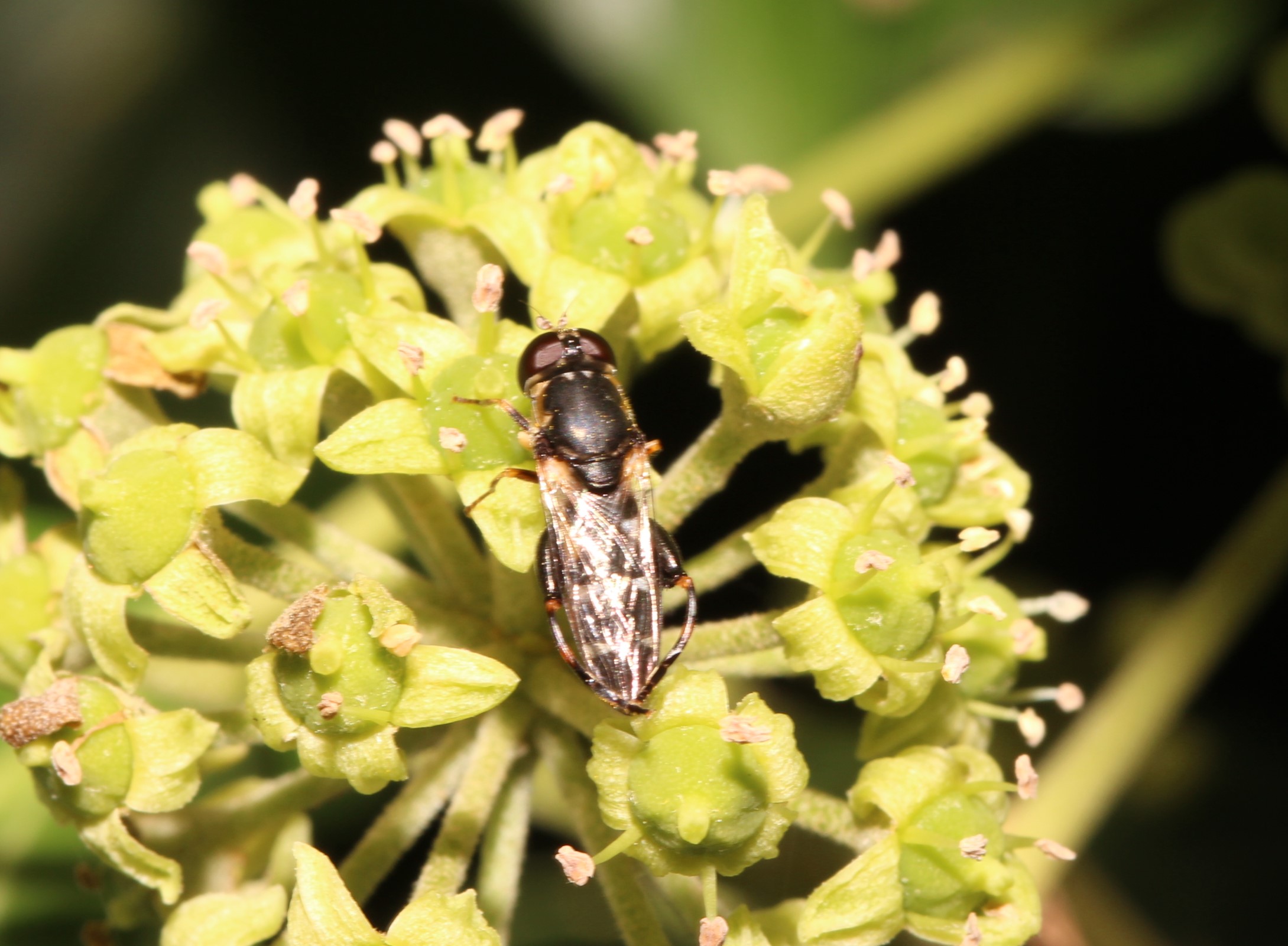 Syritta pipiens, Kleine Mistbiene, Aufsicht